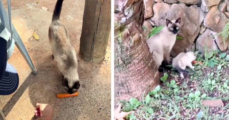 Hombre se sorprende al descubrir que la gata sin hogar tomó la comida que él le había dado para sus gatitos