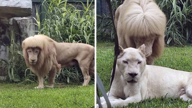 León lamió tanto su melena que parece recién salido del salón estrenando un nuevo peinado