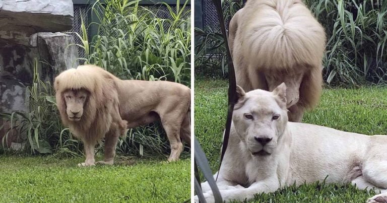 León lamió tanto su melena que parece recién salido del salón estrenando un nuevo peinado