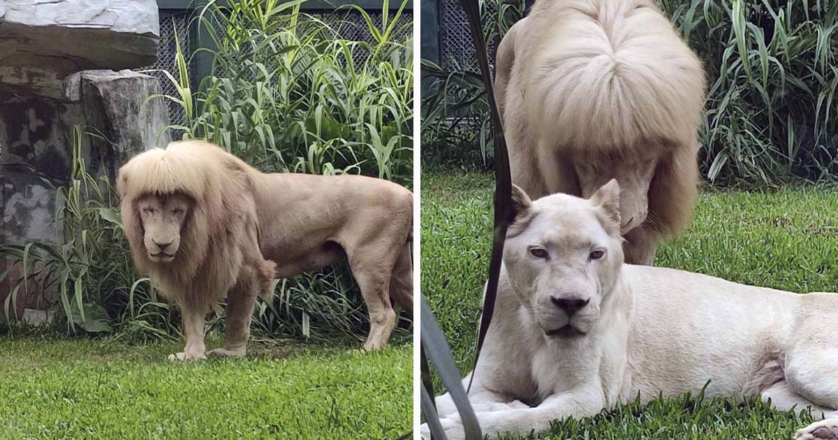 León lamió tanto su melena que parece recién salido del salón estrenando un nuevo peinado