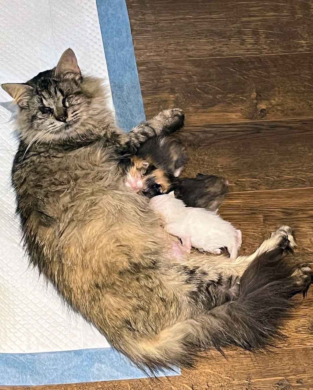 Mamá gata y sus bebés