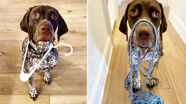 Perro le trae a mamá cosas que cree que podría necesitar mientras se ducha