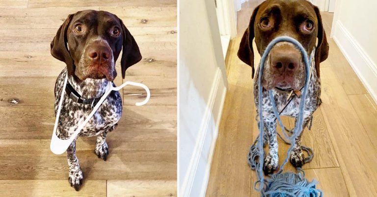 Perro le trae a mamá cosas que cree que podría necesitar mientras se ducha