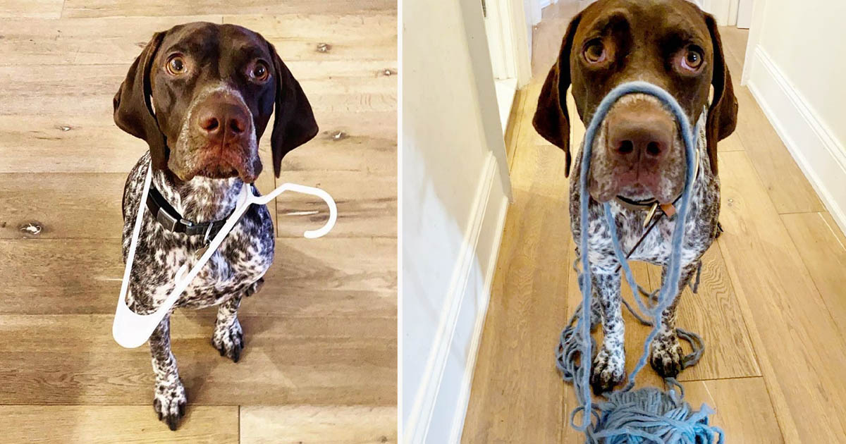 Perro le trae a mamá cosas que cree que podría necesitar mientras se ducha