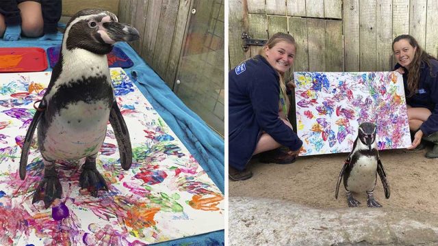 Pingüino que nació en un santuario le encanta pintar