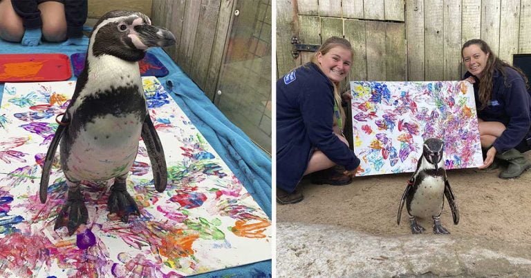 Pingüino que nació en un santuario le encanta pintar