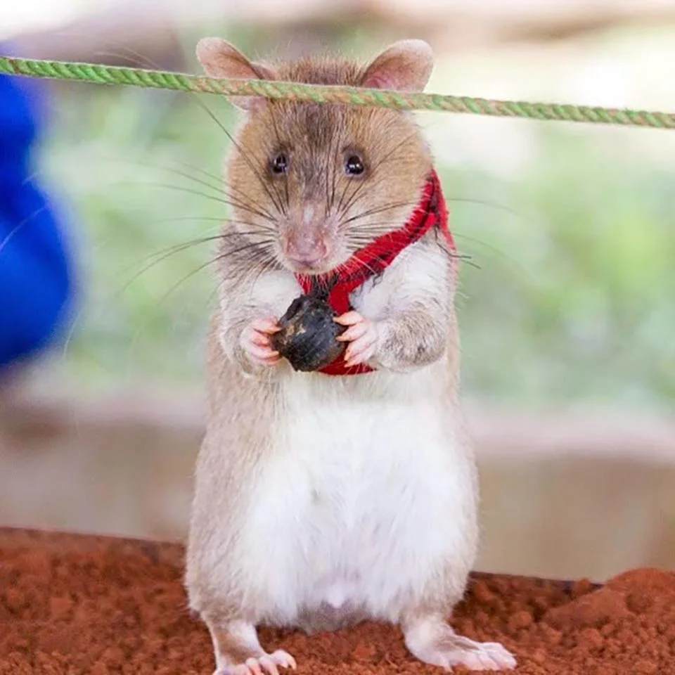 Rata entrenada para rescate