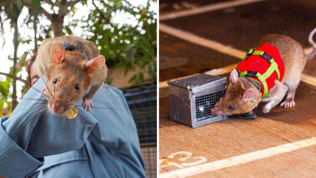 Ratas rescatadas entrenadas encontrar personas despues terremotos