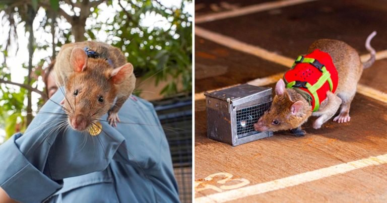 Ratas rescatadas son entrenadas para encontrar personas después de terremotos