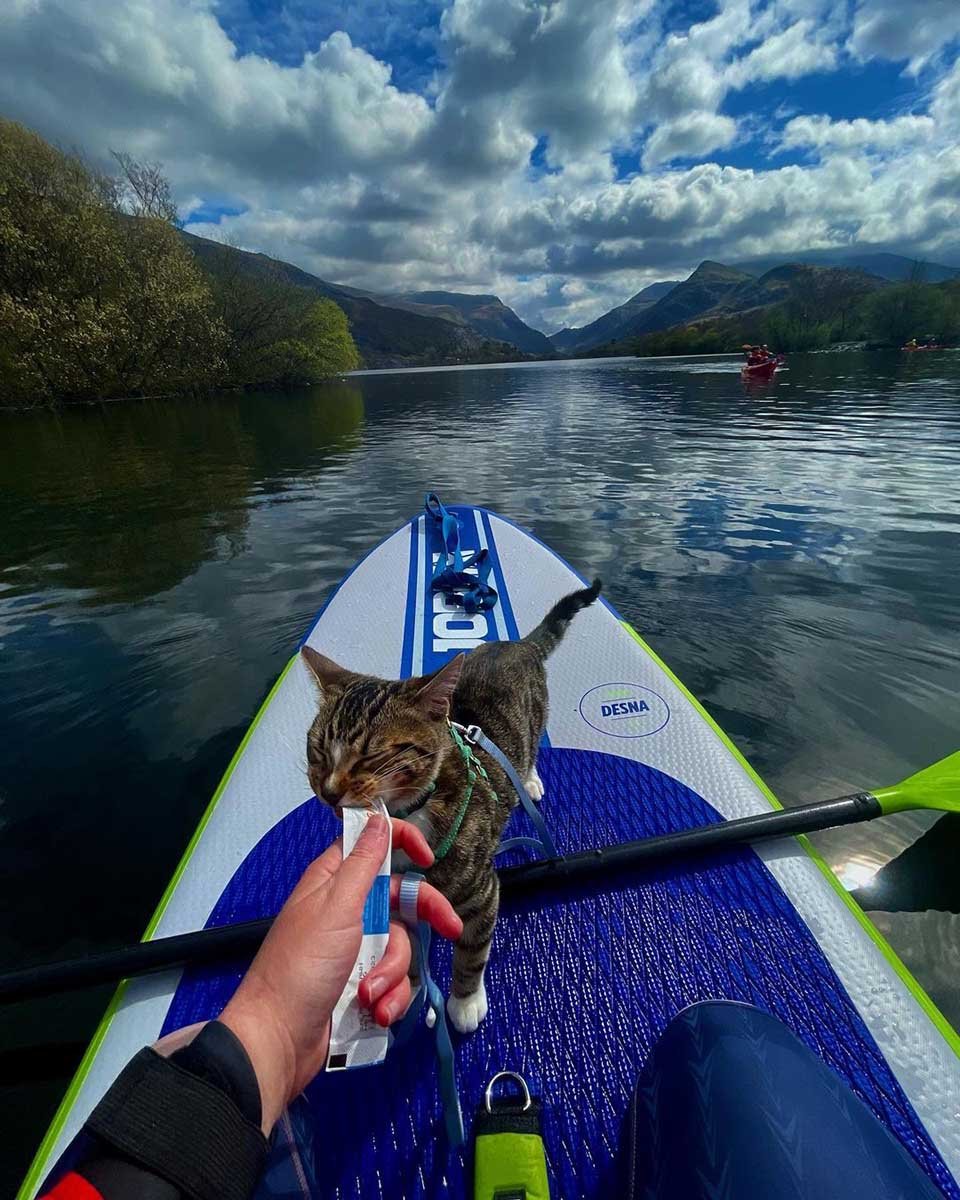 A este gato aventurero le encanta andar en kayak