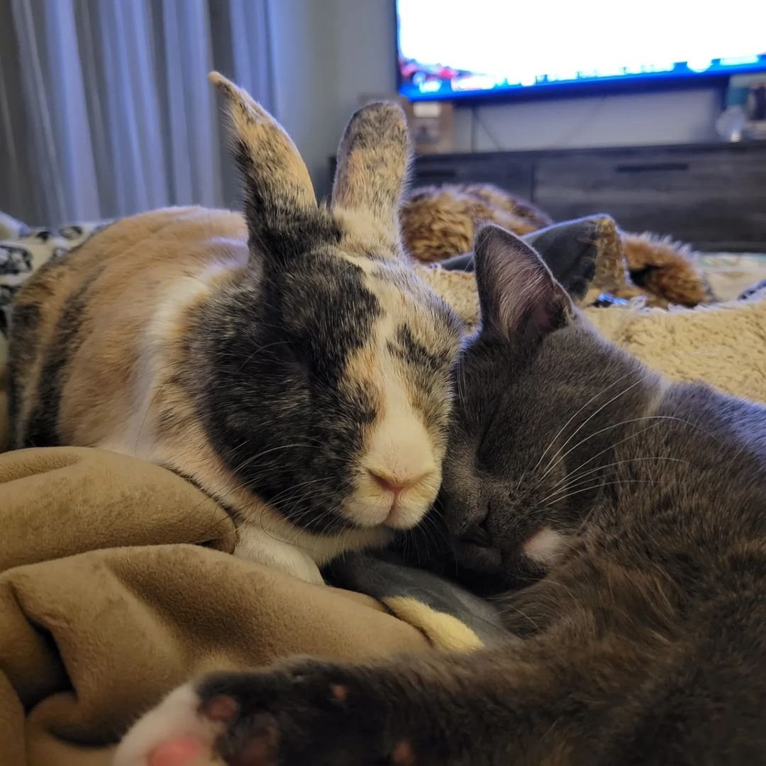 Una familia lleva a una gatita a su casa y su conejito decide convertirla en su mejor amiga 4 Conejo y gatita abrazados