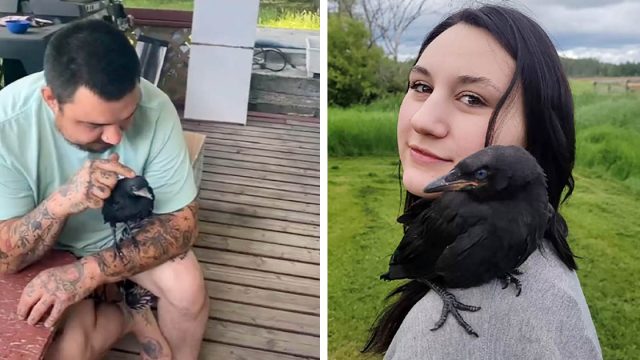 Cuervo regresa para visitar a la familia que lo salvó cuando quiere un abrazo