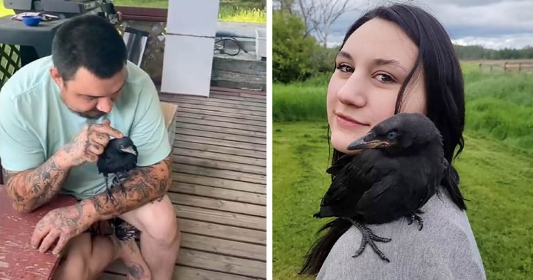 Cuervo regresa para visitar a la familia que lo salvó cuando quiere un abrazo