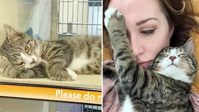 El gato más triste de un refugio se transforma gracias al amor
