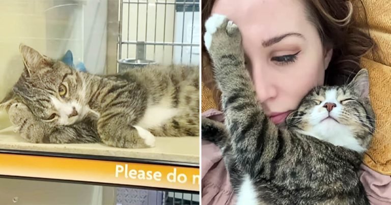 El gato más triste de un refugio se transforma gracias al amor