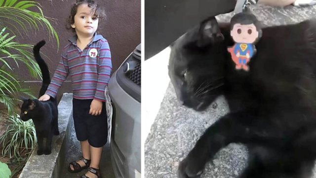 El gato vecino viene al rescate después de que las llaves de una mujer cayeran en un agujero