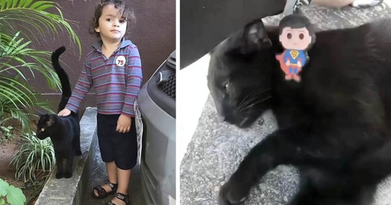 El gato vecino viene al rescate después de que las llaves de una mujer cayeran en un agujero