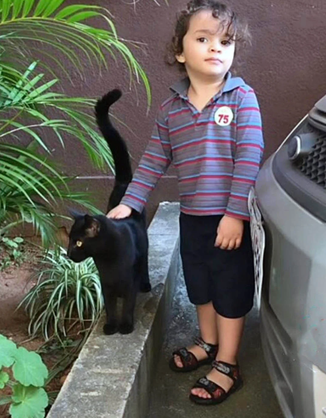 El gato vecino viene al rescate