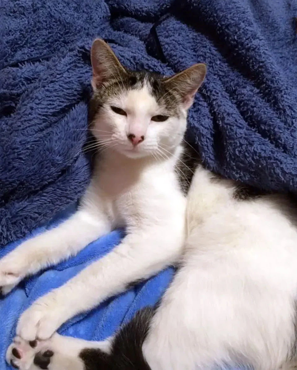 Gato salvado a horas de ser sacrificado no puede dejar de agradecer a su salvadora 2 Gato rescatado