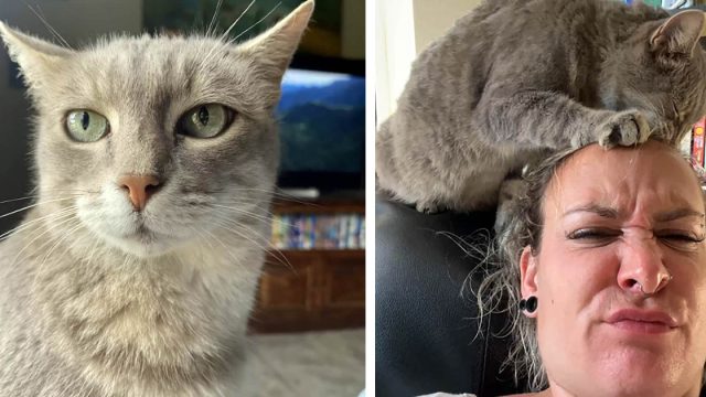 Gata se cuela en la casa de un extraño todas las mañanas para 'arreglar' su cabello