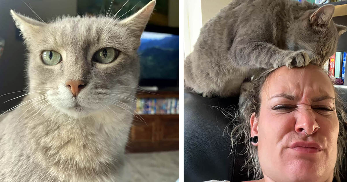 Gata se cuela en la casa de un extraño todas las mañanas para 'arreglar' su cabello