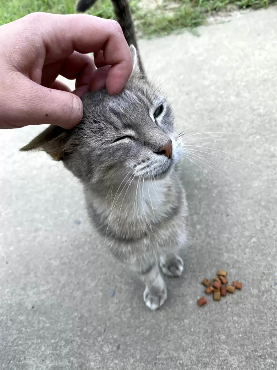 Gata se cuela en la casa de esta mujer todas las mañanas para 'arreglar' su cabello 3 Gata se cuela en la casa de un extraño