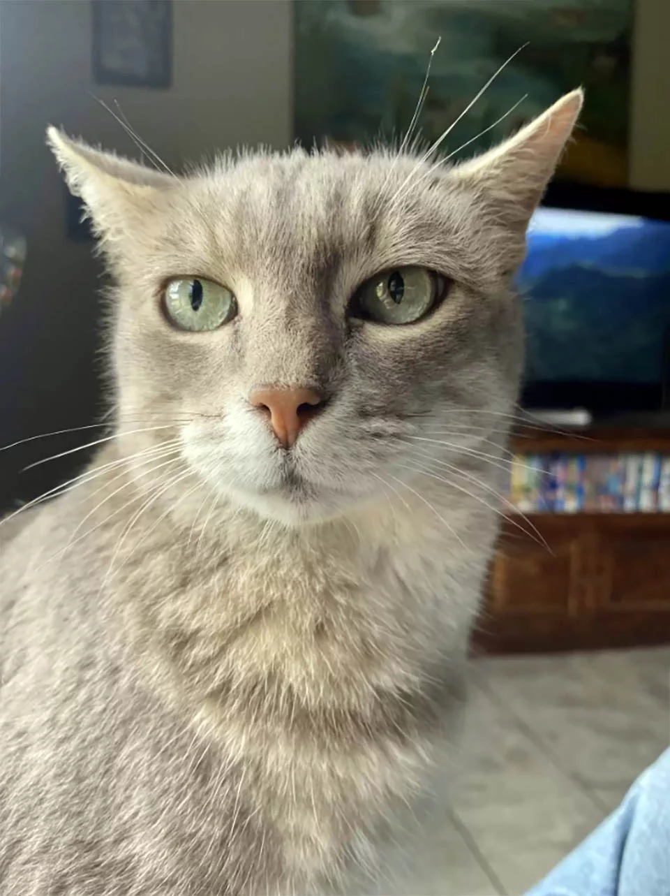Gata se cuela en la casa de esta mujer todas las mañanas para 'arreglar' su cabello 5 Gatita gris