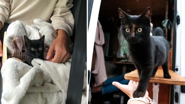 Gatita llegó corriendo hacia una pareja que viajaba y les pidió que la llevaran con ellos
