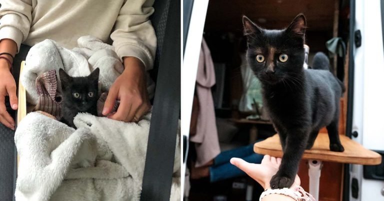 Gatita llegó corriendo hacia una pareja que viajaba y les pidió que la llevaran con ellos