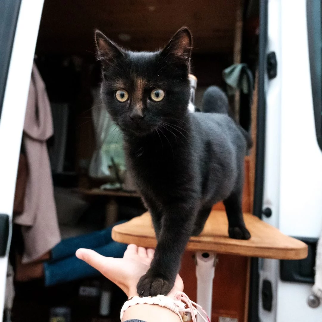 Gatita llegó corriendo hacia una pareja que viajaba