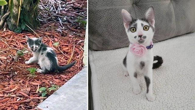 Gatita sin hogar corrió hacia una mujer que cambió su vida por completo