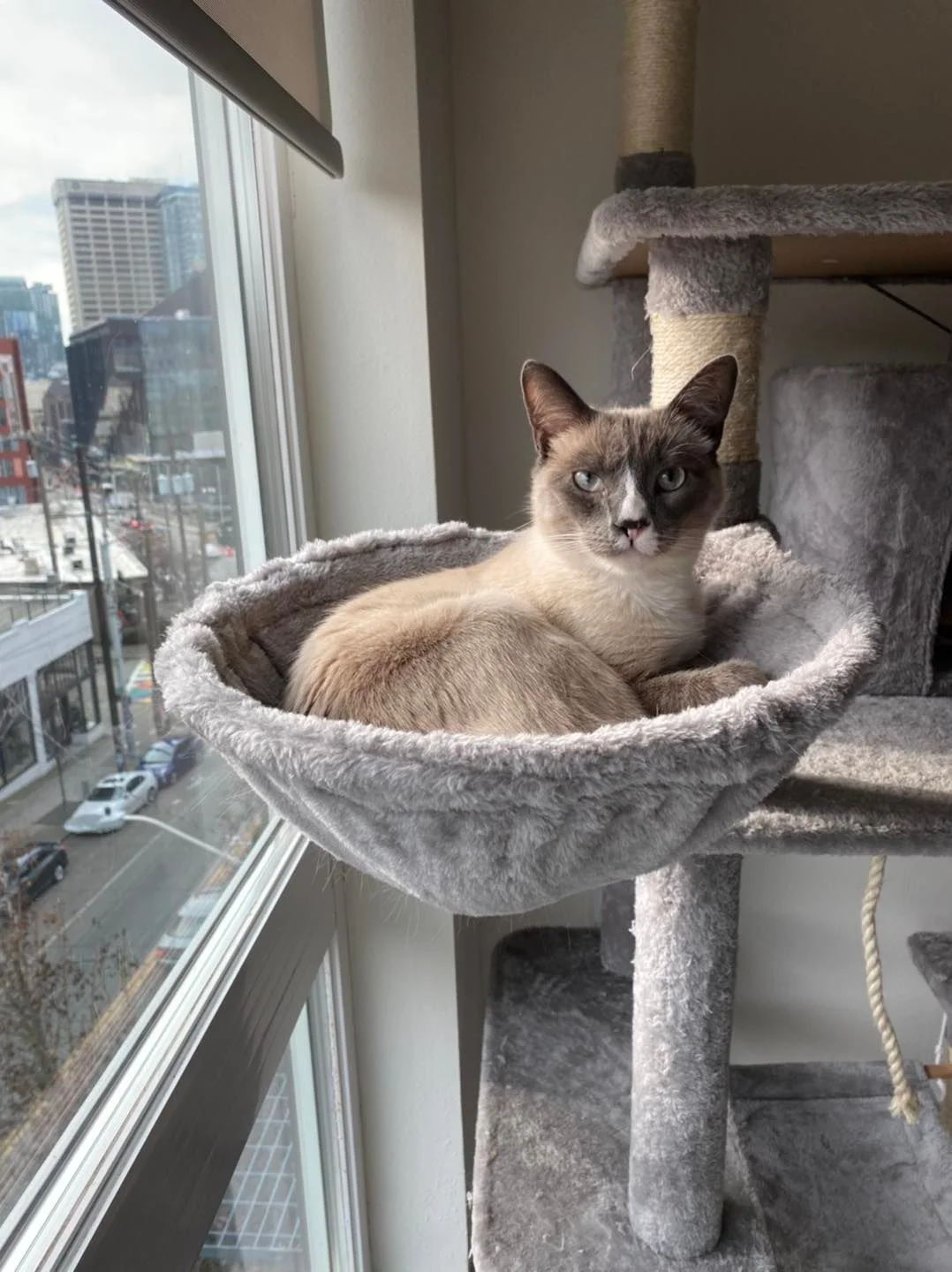 Gatito en su gimnasio cerca de la ventana