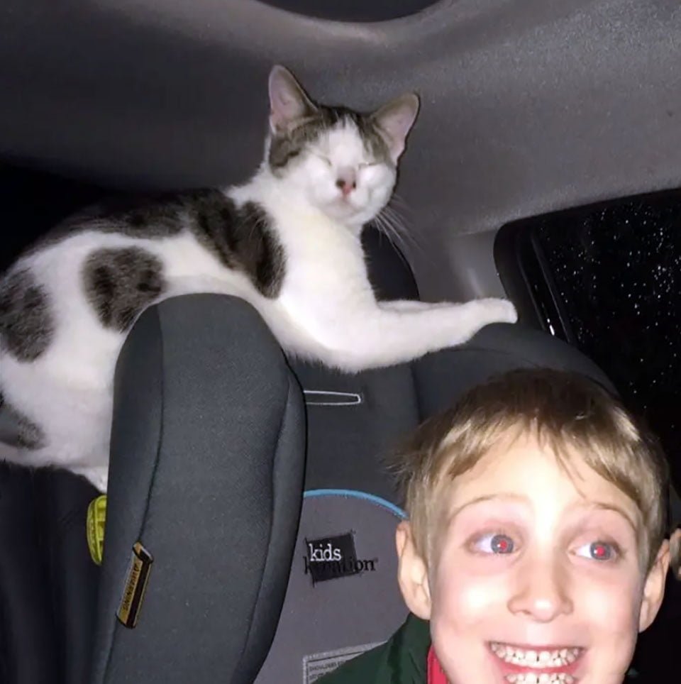 Gato salvado a horas de ser sacrificado no puede dejar de agradecer a su salvadora 3 Gatito rescatado y un niño