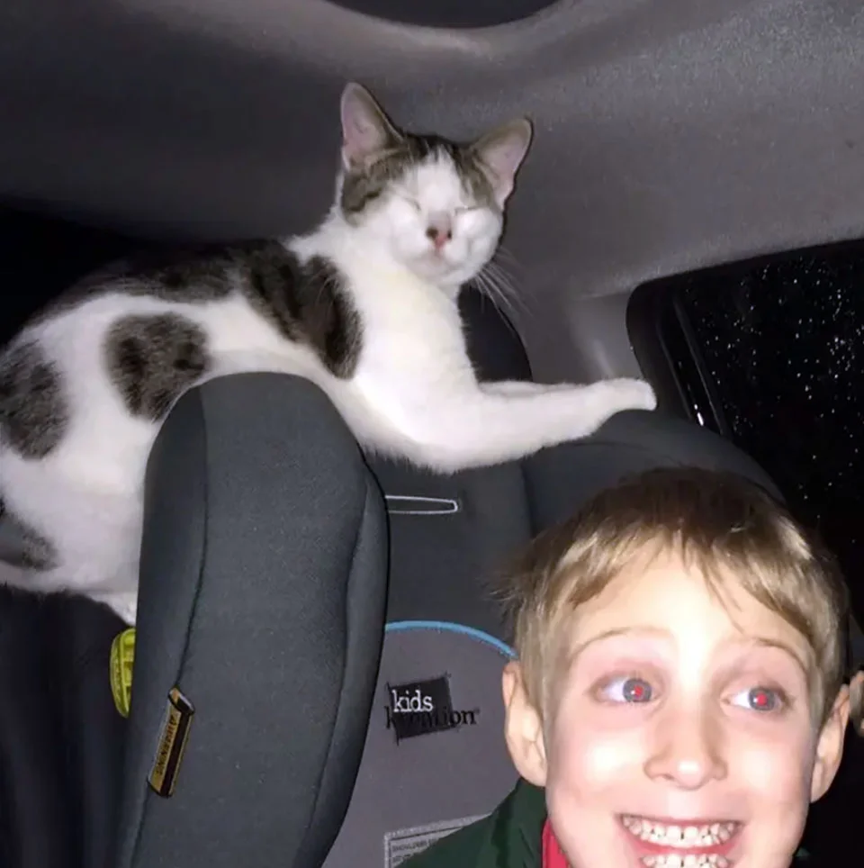 Gato salvado a horas de ser sacrificado no puede dejar de agradecer a su salvadora 3 Gatito rescatado y un niño