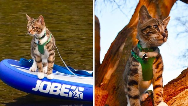 Gato aventurero andar kayak montar caballo