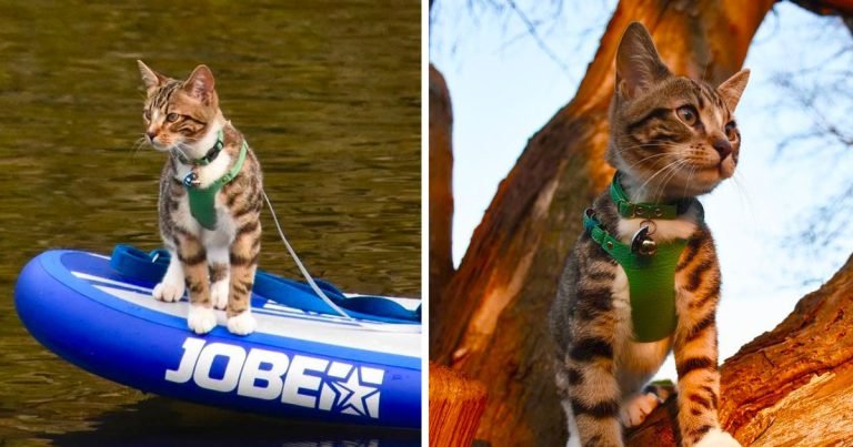 A este gato aventurero le encanta andar en kayak, caminar, remar e incluso montar a caballo