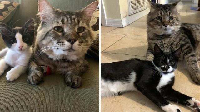 Gato que pasó la mayor parte de su vida en la calle, ayuda a otros gatitos que lo necesitan