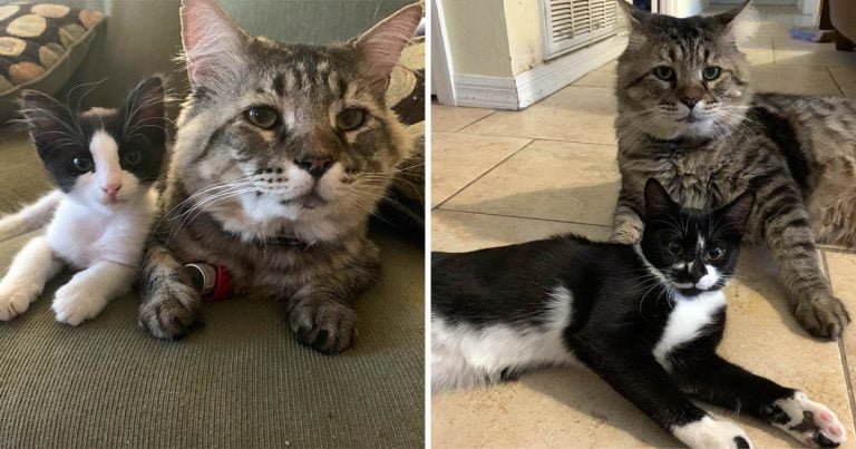 Gato que pasó la mayor parte de su vida en la calle, ayuda a otros gatitos que lo necesitan