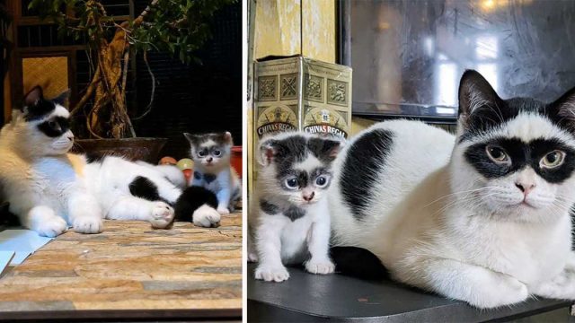 Gato que se parece al Zorro, tiene un gatito que se luce exactamente como él
