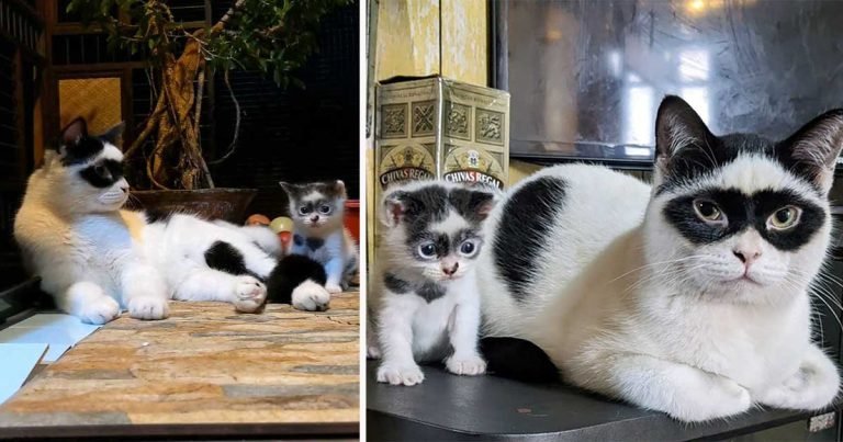 Gato que se parece al Zorro, tiene un gatito que luce exactamente como él