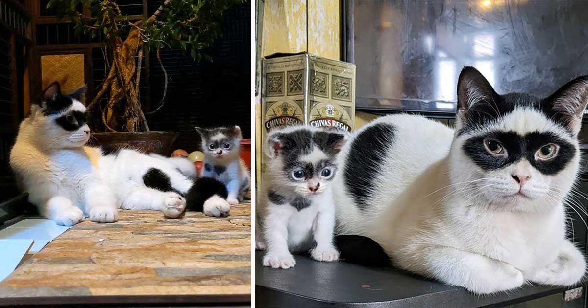 Gato que se parece al Zorro, tiene un gatito que se luce exactamente como él