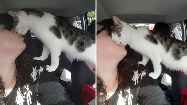 Gato salvado a horas de ser sacrificado no puede dejar de agradecer a su salvadora
