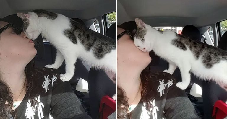 Gato salvado a horas de ser sacrificado no puede dejar de agradecer a su salvadora