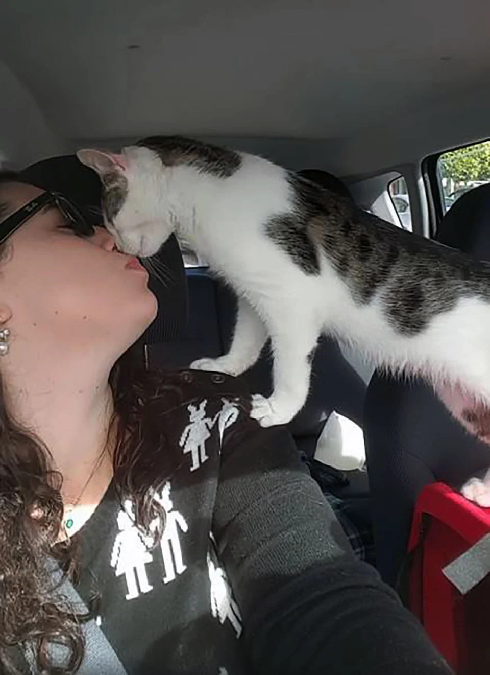 Gato salvado a horas de ser sacrificado no puede dejar de agradecer a su salvadora 1 Gato salvado a horas de ser sacrificado