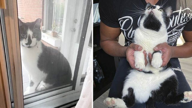 Gato sin hogar esperó a que le abrieran la puerta para poder volver a estar en el regazo de alguien