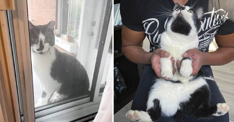 Gato sin hogar esperó a que le abrieran la puerta para poder volver a estar en el regazo de alguien