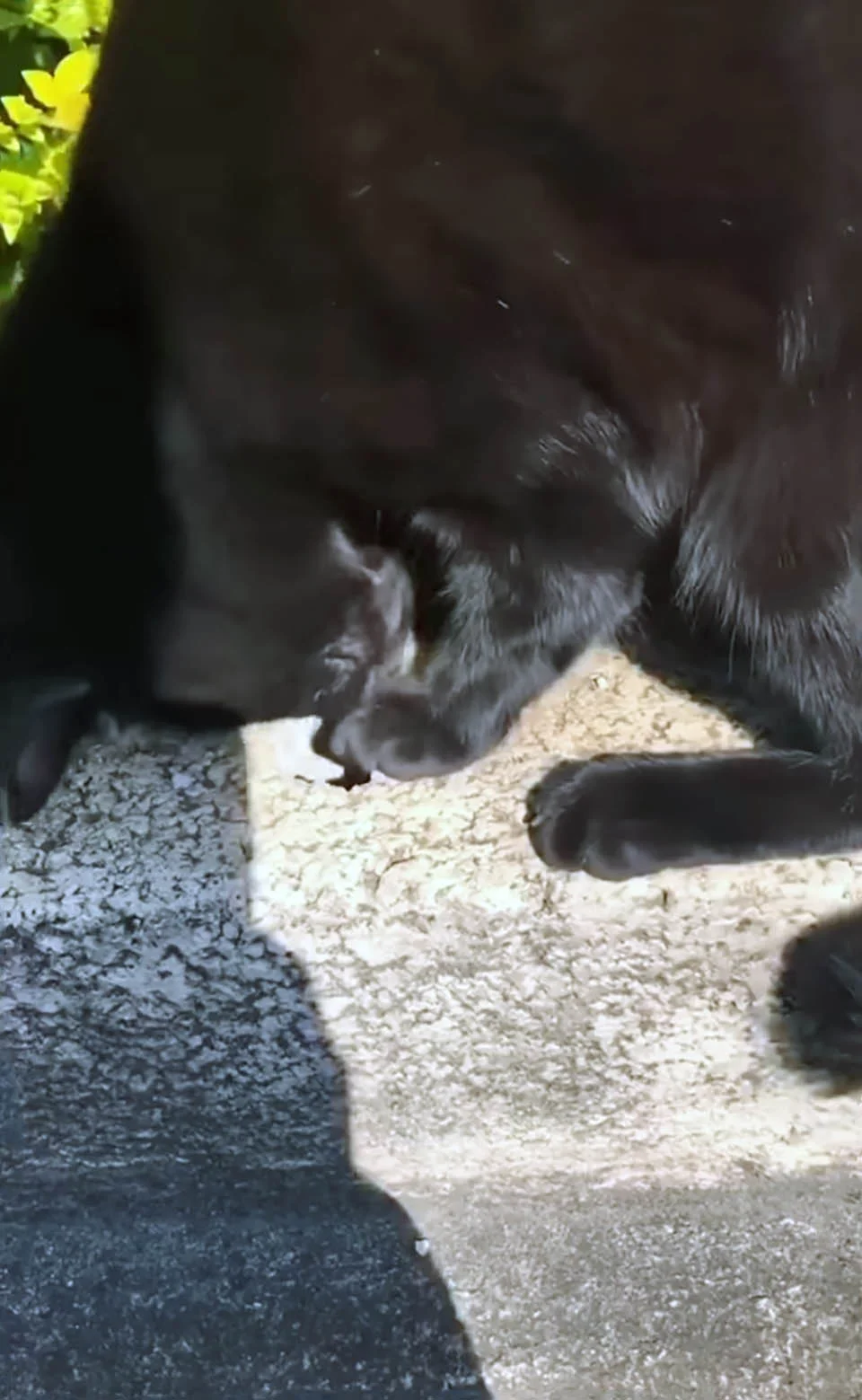 Gato vecino ayudando