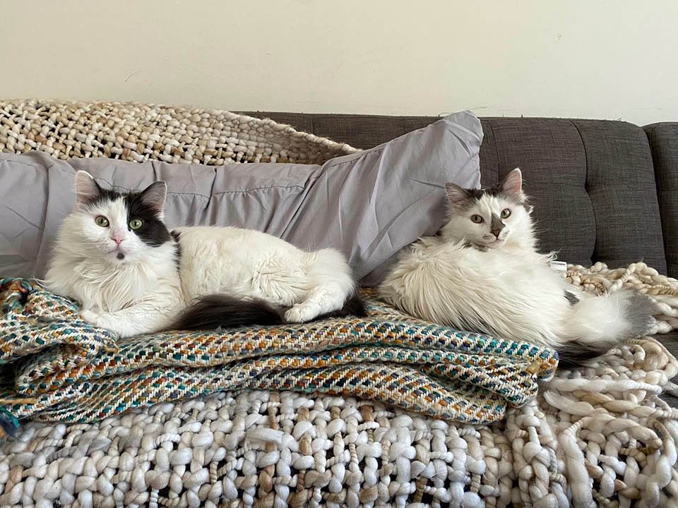 Gatos en el sofá