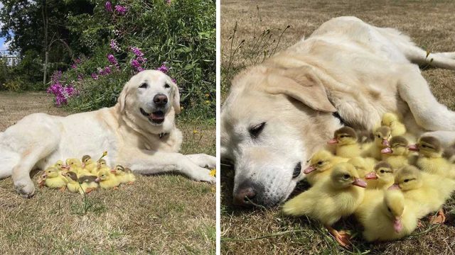 Grupo de 15 patitos huérfanos ha encontrado al mejor cuidador: este adorable perro