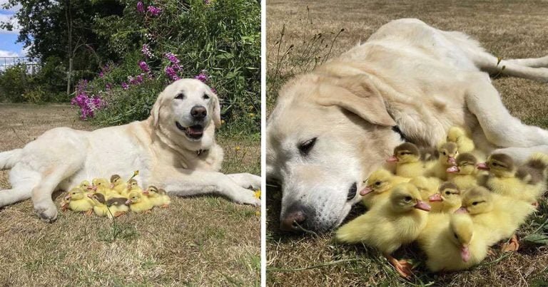 Grupo de 15 patitos huérfanos ha encontrado al mejor cuidador: este adorable perro
